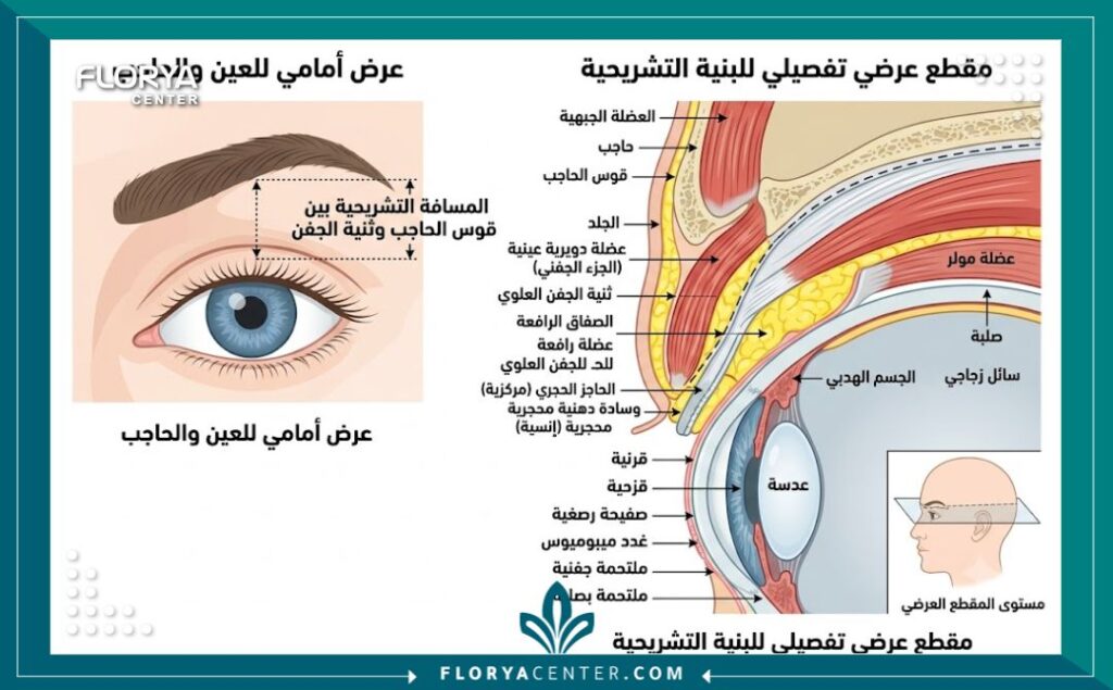 تجميل الجفون وتنسيق الحواجب 2 رسم تشريحي طبي يوضح بنية الجفن العلوي وموقع الحاجب وأهمية دراسة المسافة بينهما قبل القص.