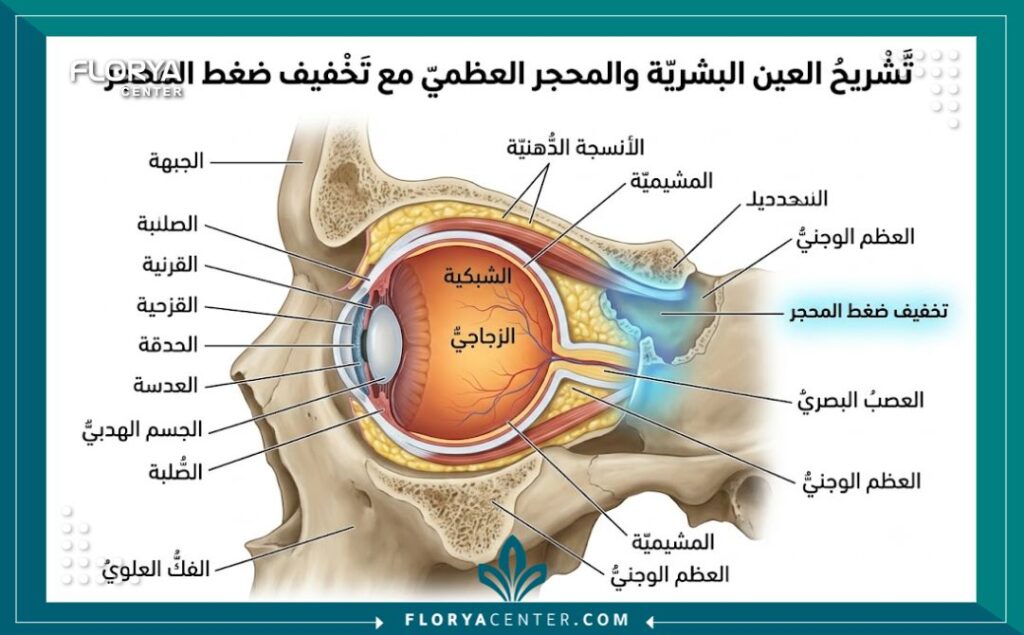 رسم توضيحي طبي ثلاثي الأبعاد يشرح تشريح العين وتفاصيل عملية تخفيف الضغط المداري لعلاج جحوظ العين.