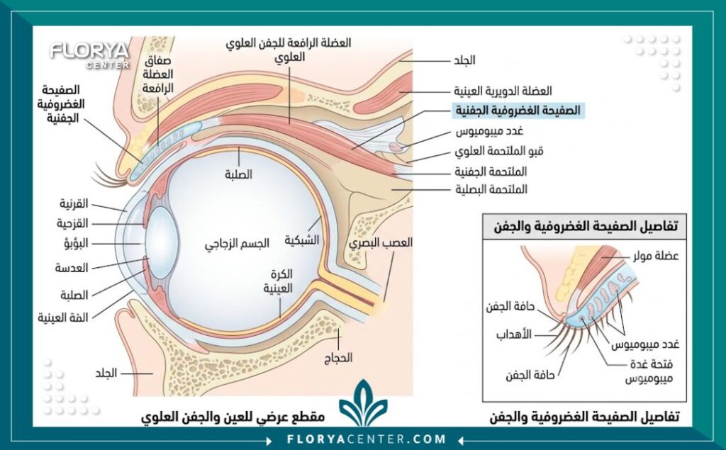 رسم توضيحي طبي يوضح تشريح العين والعضلة الرافعة للجفن أثناء جراحة تقصير الجفن في تركيا (Levator Resection).