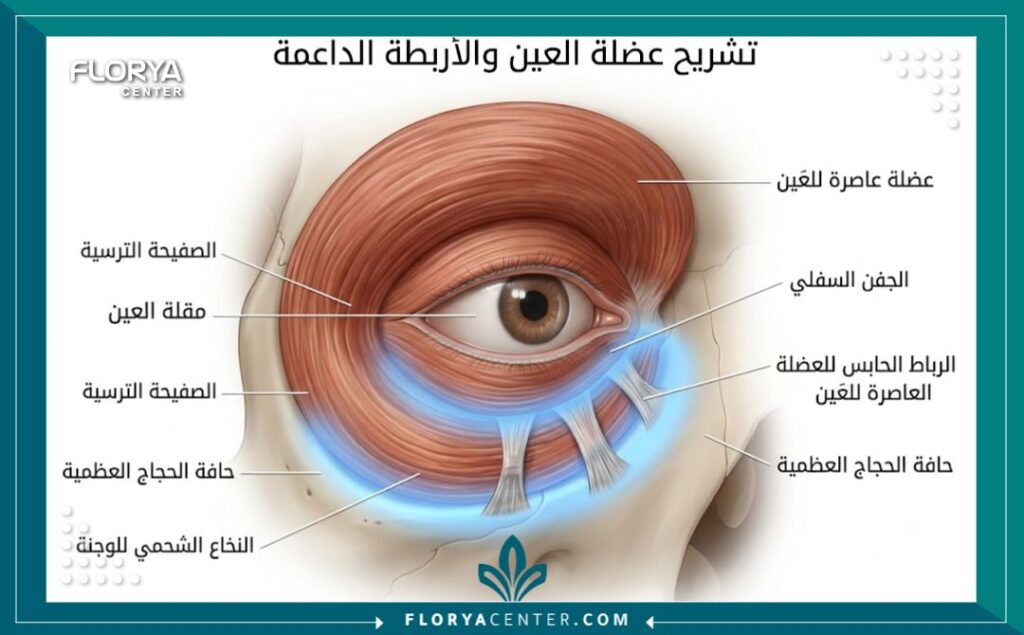 رسم توضيحي طبي لتشريح عضلة الدويرية العينية (Orbicularis oculi) والأربطة الداعمة لمنع تكرار الهبوط تحت العين.