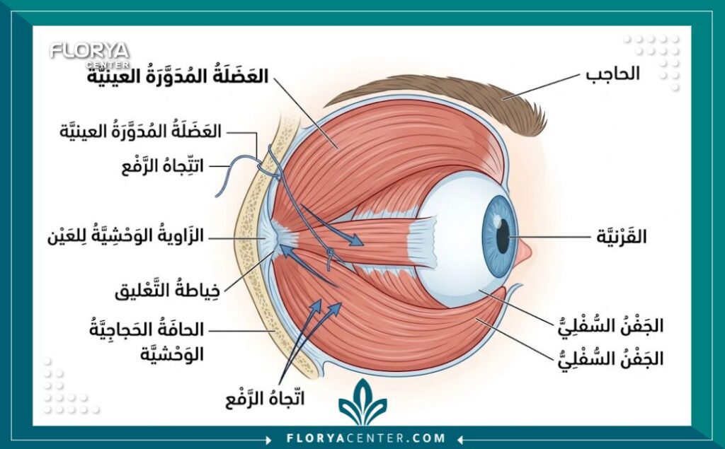 رسم توضيحي طبي يشرح تشريح العضلة الدائرية للعين وتقنية تعليق العضلات لنتائج دائمة.
