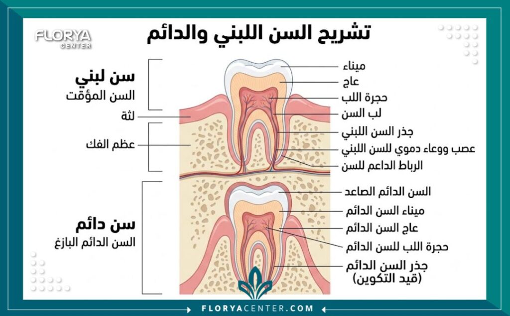 رسم طبي يوضح التركيب التشريحي لأسنان الأطفال اللبنية ونمو الأسنان الدائمة تحتها.