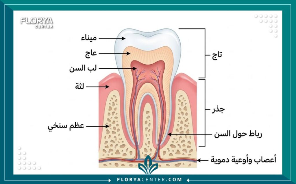 رسم توضيحي لتشريح أسنان الأطفال اللبنية والصحية وأهمية العناية بها.