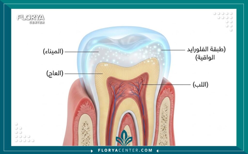علاج تاكل مينا الاسنان في تركيا 2 رسم توضيحي طبي لطبقات السن يوضح كيفية حماية المينا من التآكل والنخر.