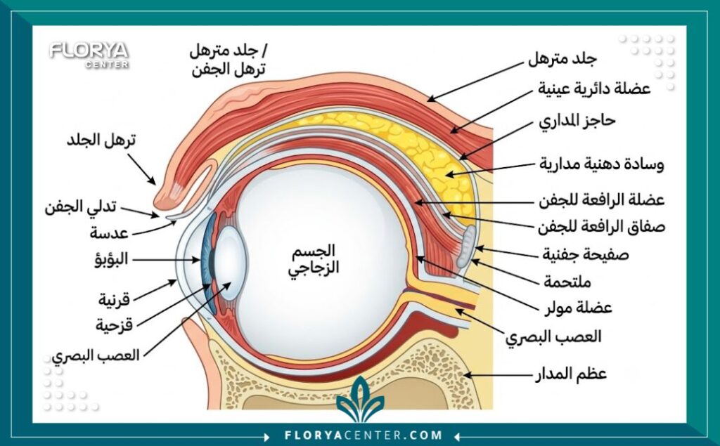 علاج ترهل الجلد فوق العين في اسطنبول 2 رسم توضيحي طبي يوضح تشريح الجفون السفلية والعلوية وأسباب ترهل الجلد فوق العين.