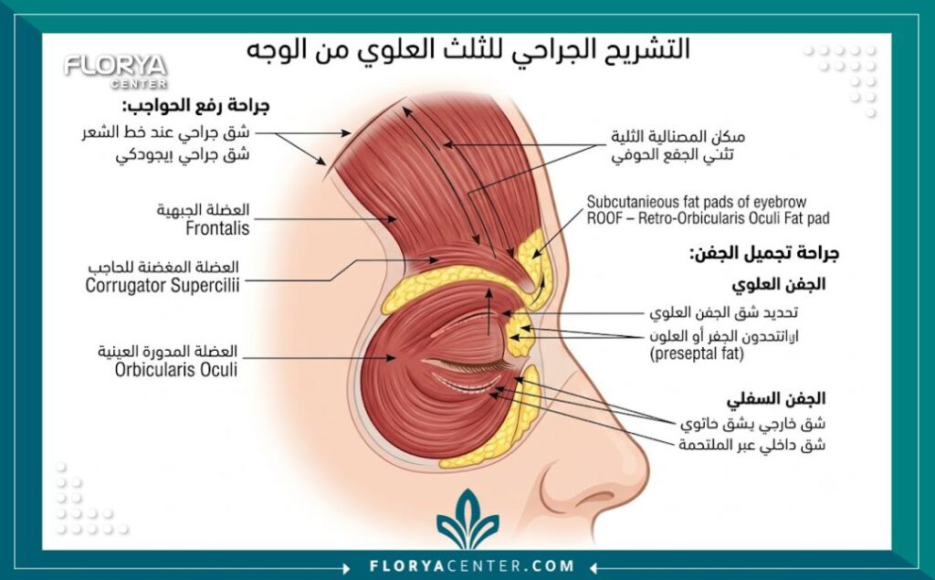 عمليات تجميل الحواجب والجفون في تركيا 2 رسم تخطيطي طبي يوضح تشريح منطقة الحواجب والجفون والمناطق المستهدفة في عملية تجميل الثلث العلوي من الوجه.
