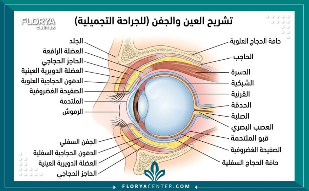 مخطط طبي تشريحي لتركيب الجفن العلوي والسفلي باللغة العربية، يوضح العضلات والدهون والجلد المستهدفة في عمليات تجميل العيون.