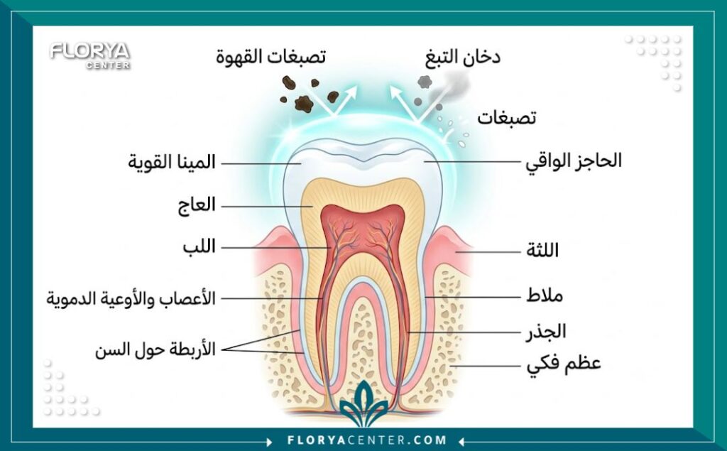 رسم توضيحي طبي لطبقة المينا وكيفية حماية الأسنان من التصبغات للحفاظ على التبييض.