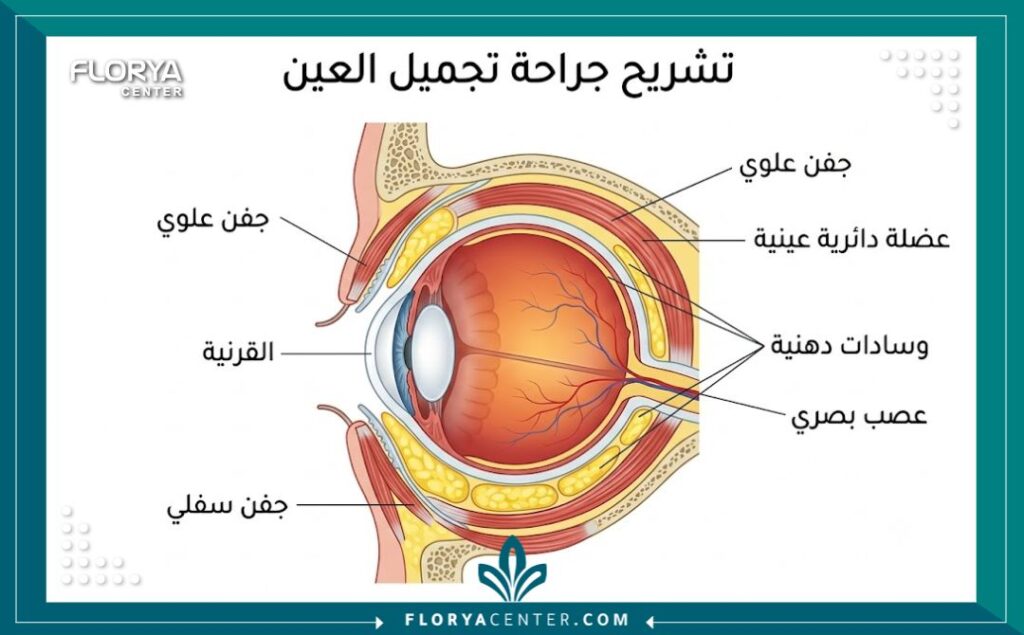 رسم تشريحي مفصل للعين والجفون مع تسميات باللغة العربية لشرح الهياكل المعنية بعمليات تجميل العيون.