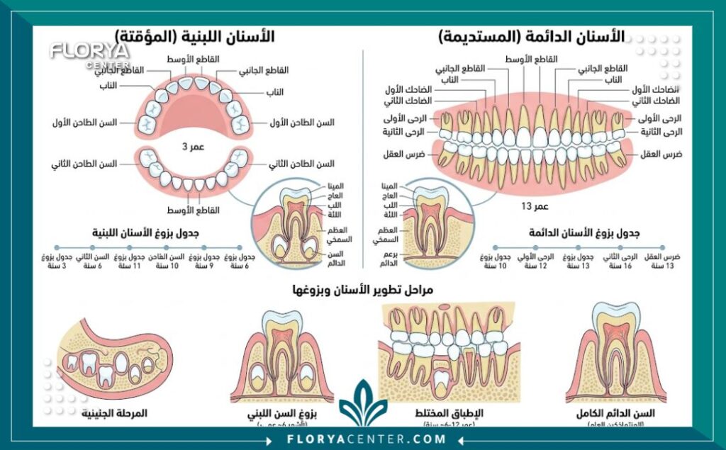 مخطط توضيحي طبى يبين مراحل نمو الأسنان اللبنية والدائمة عند الأطفال بدقة مع اخصائي طب اسنان اطفال في تركيا.