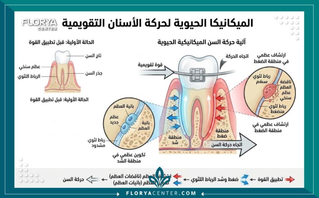رسم توضيحي طبي يشرح آلية وحركة الأسنان بدقة تحت تأثير التقويم في عيادات الأسنان المتخصصة.