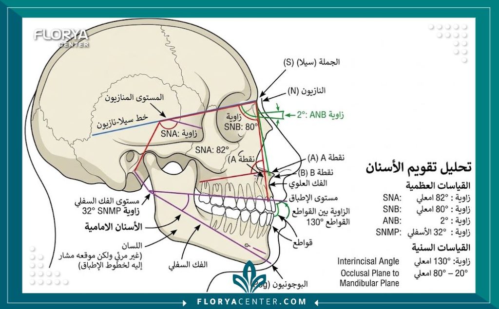 التصوير الشعاعي السيفالومتري في تركيا 2 رسم توضيحي طبي يوضح زوايا عظام الفك والجمجمة في التصوير الشعاعي السيفالومتري لتقويم الأسنان.