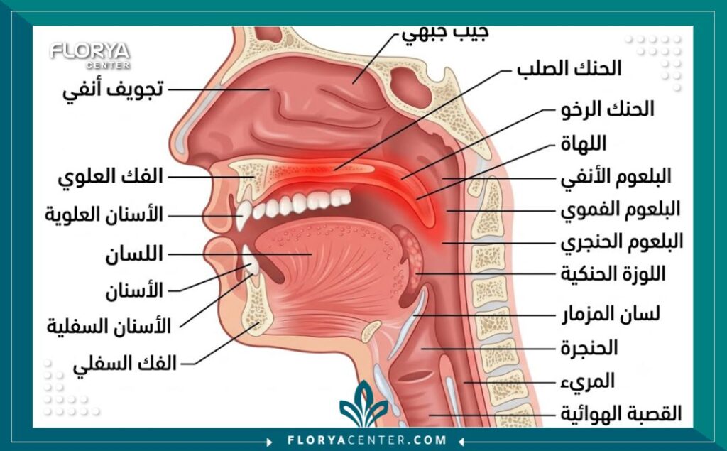 التهاب سقف الحلق 2 التهاب سقف الحلق 2 - التهاب سقف الحلق يُعد التهاب سقف الحلق (Palatal Inflammation) إنذاراً مبكراً لتلف الأنسجة وليس مجرد ألم عابر. يعتمد التشخيص الدقيق على تقييم سريري شامل. يمثل مركز فلوريا المعيار الذهبي في تقديم خطط علاجية دقيقة ومستدامة.