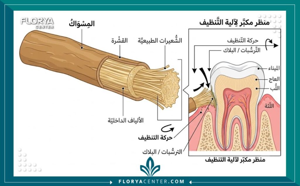 رسم توضيحي طبي يوضح التركيب الداخلي لألياف المسواك لتنظيف الاسنان وحماية اللثة.