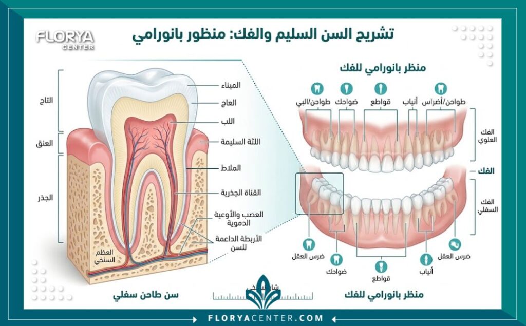 رسم توضيحي لتشريح السن وجذور الأسنان يبرز أهمية أشعة البانوراما ضمن الفحص الوقائي.