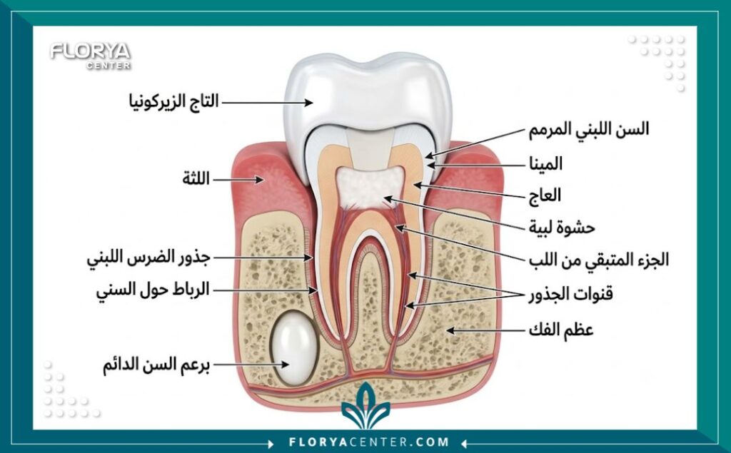 رسم توضيحي طبي يوضح كيفية تركيب تيجان الأسنان اللبنية للأطفال بعد سحب العصب لحمايتها حتى موعد سقوطها.