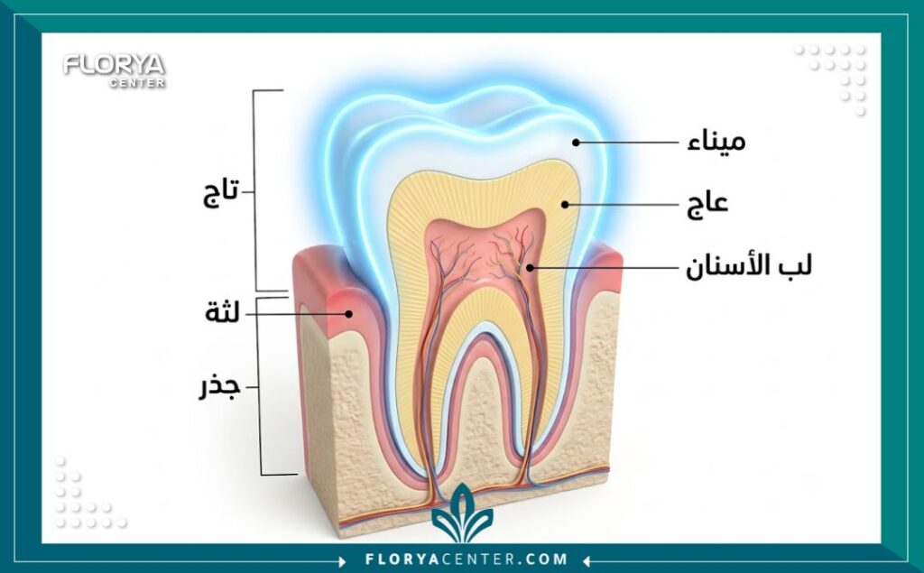 تقوية مينا الاسنان 2 رسم توضيحي طبي لطبقات السن يوضح كيفية بناء وتقوية مينا الأسنان للوقاية من الحساسية.