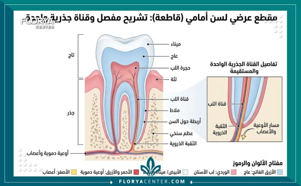 رسم توضيحي لتشريح السن الأمامي يوضح وجود قناة جذرية واحدة مما يقلل من تكلفة سحب العصب الأمامي.
