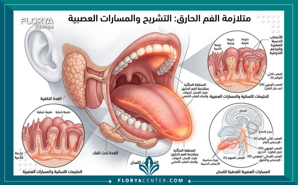 حرقان اللسان 2 رسم توضيحي طبي لتشريح الفم والأعصاب الحسية المرتبطة بأسباب حرقان اللسان.