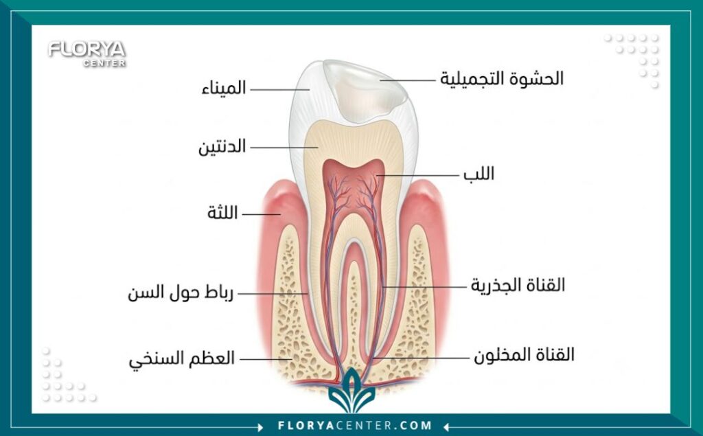 رسم توضيحي طبي يوضح طبقات السن الأمامي وكيفية دمج الحشوة التجميلية مع مينا الأسنان بشفافية عالية.