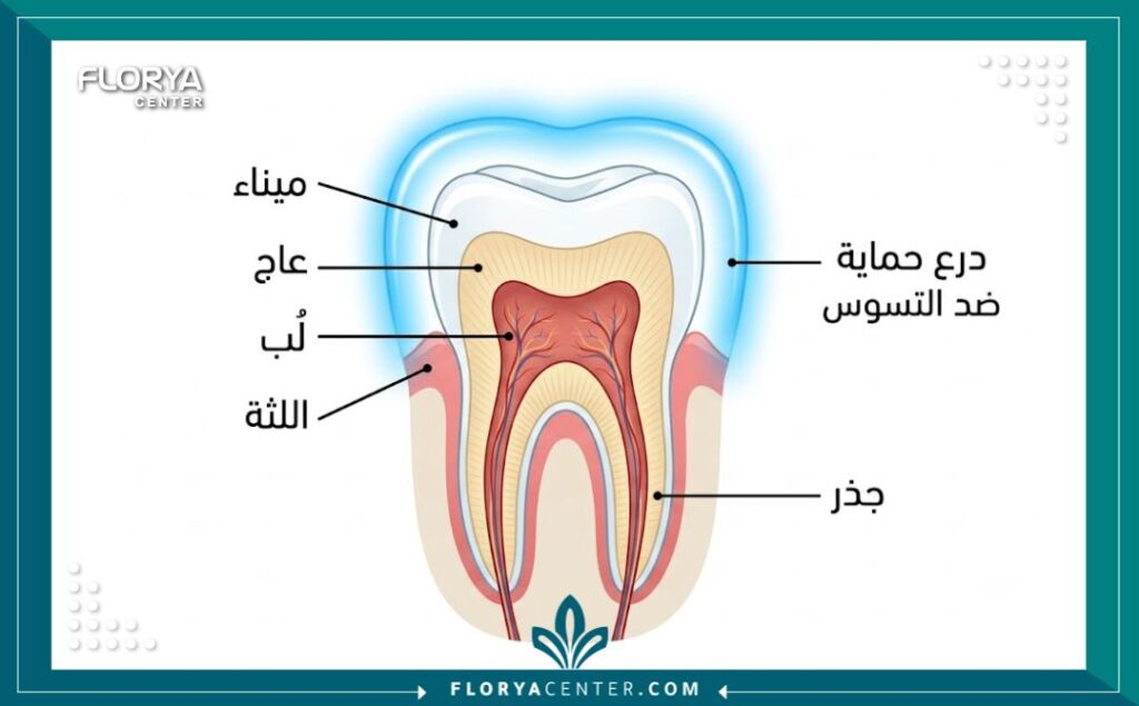 حماية الاسنان من التسوس 2 رسم توضيحي طبي يوضح طبقات السن وكيفية عمل درع وقائي لحماية مينا الأسنان من التسوس.