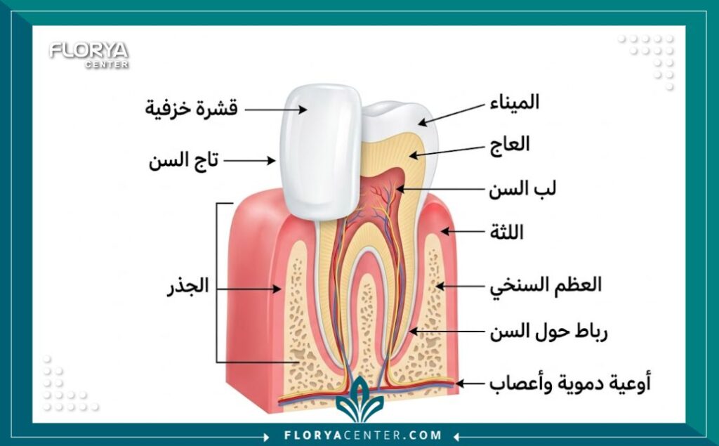 رسم توضيحي طبي يبين بنية الأسنان السليمة وتركيب الفينير، يبرز دقة واحترافية أفضل طبيبة أسنان في تركيا.