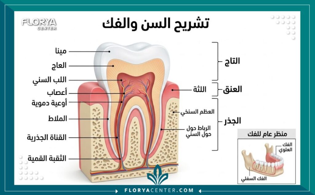 رسم توضيحي طبي يوضح تشريح السن وجذور الأسنان مع أسماء الأجزاء باللغة العربية لشرح طبيعة الألم بدقة.