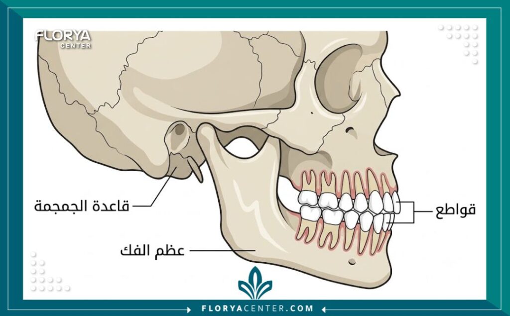 رسم توضيحي طبي يوضح تشريح الفك وعظام الجمجمة في اشعة السيفالومتريك الجانبية.