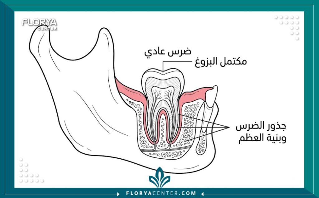 رسم تخطيطي تشريحي يوضح بنية الضرس العادي المكتمل البزوغ للخلع البسيط في تركيا