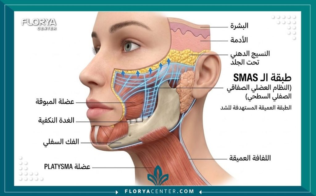 علاج ترهل الأنسجة العميقة 2 رسم طبي تشريحي يوضح طبقات الجلد واللفافة العضلية العميقة المسؤولة عن الترهل.