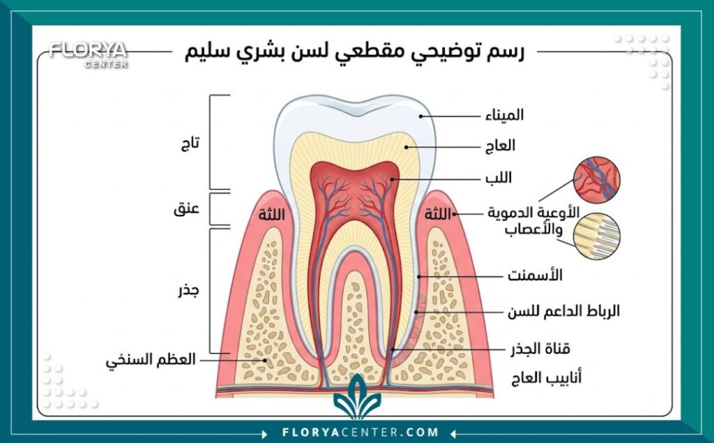 رسم توضيحي طبي لتركيب السن يبرز دقة التشخيص في مجمع عيادات أسنان متكامل في تركيا