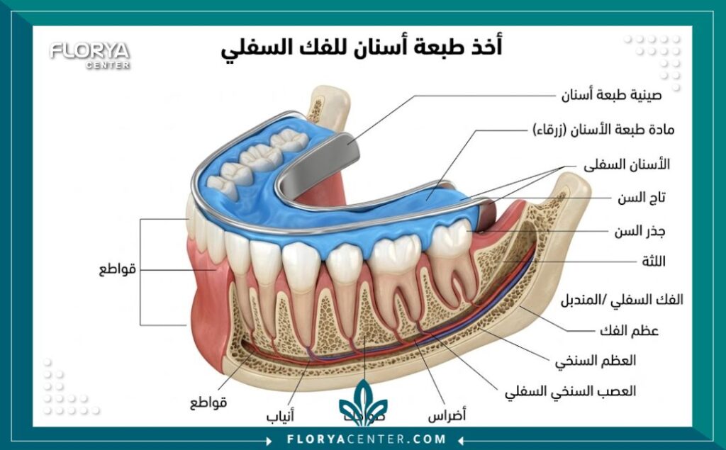 رسم توضيحي طبي يشرح تشريح الفك وخطوات أخذ طبعات الأسنان لتصنيع التيجان والتقويم.