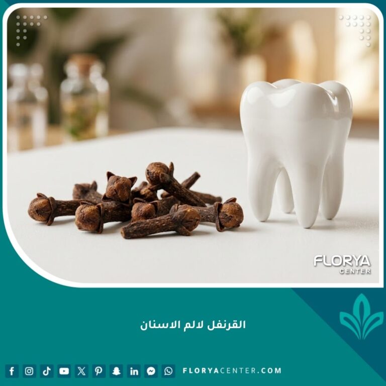 صورة مقربة لزهور القرنفل الطبيعية بجانب مجسم لضرس أبيض، كأفضل مسكن منزلي سريع لتهدئة ألم الأسنان المبرح.
