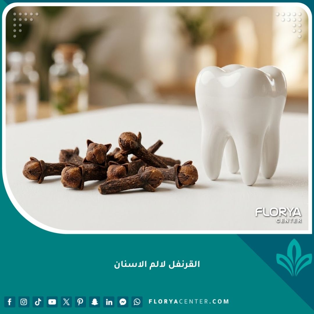 صورة مقربة لزهور القرنفل الطبيعية بجانب مجسم لضرس أبيض، كأفضل مسكن منزلي سريع لتهدئة ألم الأسنان المبرح.