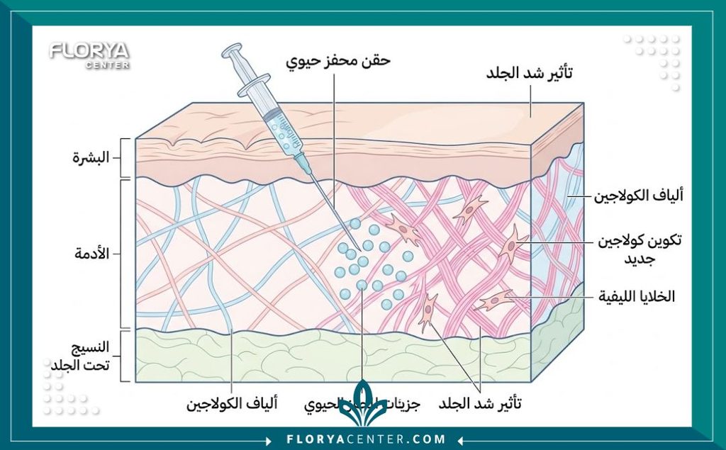 رسم توضيحي طبي يبين آلية عمل ابر الكولاجين لشد الوجه وبناء شبكة الكولاجين والإيلاستين داخل طبقات الجلد.