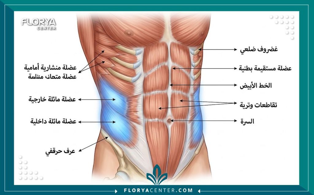 رسم توضيحي لتشريح العضلات الجانبية للبطن المستهدفة في عملية النحت وإبراز الخصر.