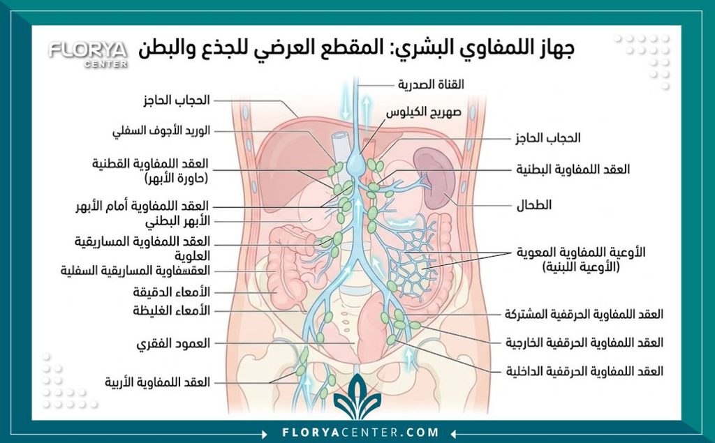 رسم توضيحي تشريحي يوضح مسارات العقد اللمفاوية وكيفية عمل المساج اللمفاوي بعد عمليات شد البطن والجسم.