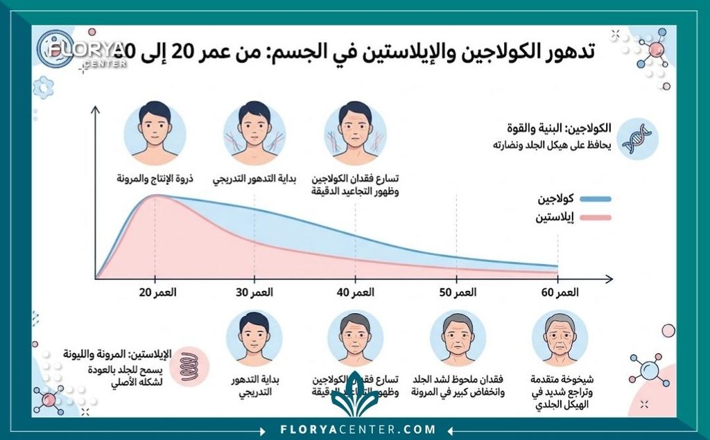 إنفوجرافيك طبي يوضح معدل فقدان الكولاجين والإيلاستين المرتبط بالتقدم في العمر وأسباب ترهل الجلد.