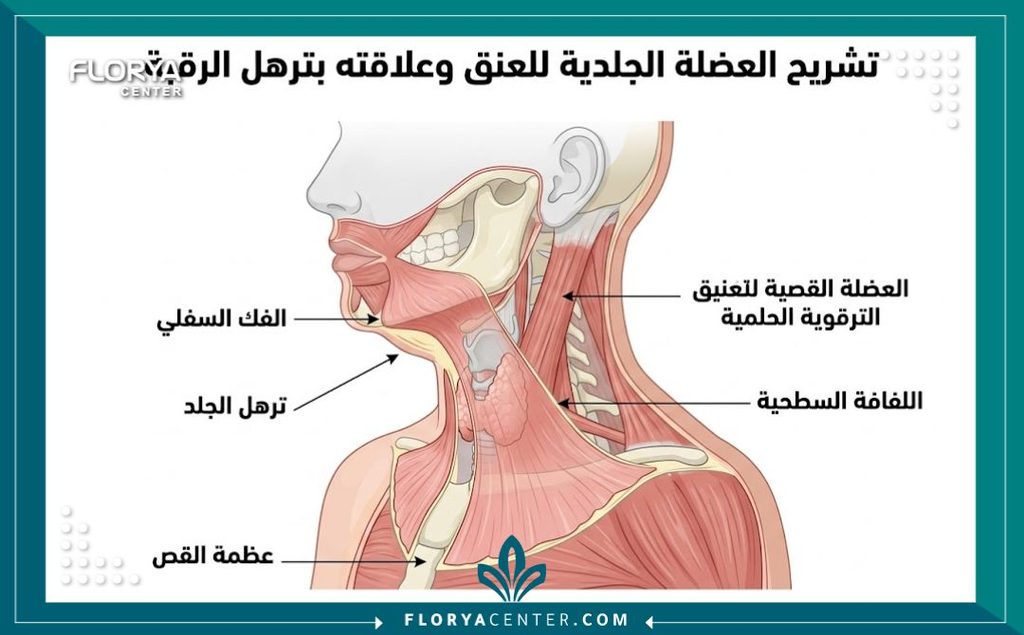 رسم توضيحي طبي دقيق لتشريح عضلة البلاتيزما يوضح أسباب ترهل اللغلوغ وكيفية شد الرقبة العميقة تشريحياً.